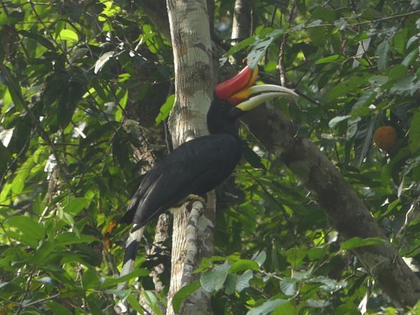 Sabah ultimate wildlife tour in Borneo