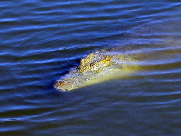Sabah ultimate wildlife tour in Borneo