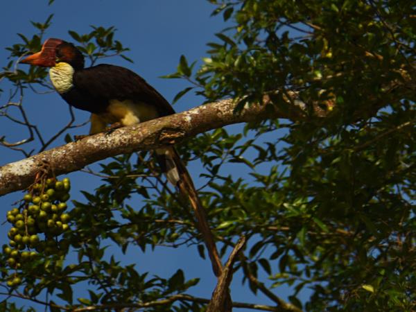 Sabah ultimate wildlife tour in Borneo