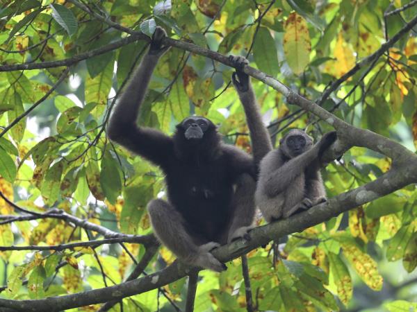 Sabah ultimate wildlife tour in Borneo