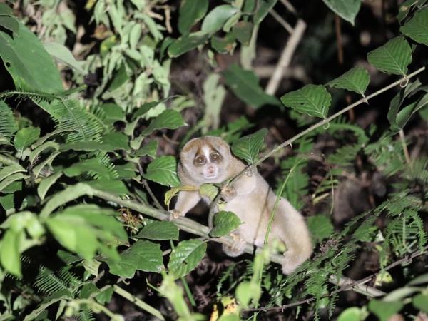 Sabah ultimate wildlife tour in Borneo