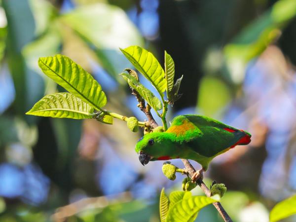 Sabah ultimate wildlife tour in Borneo