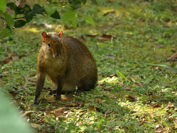 Peru wildlife vacations, Amazon and Machu Picchu