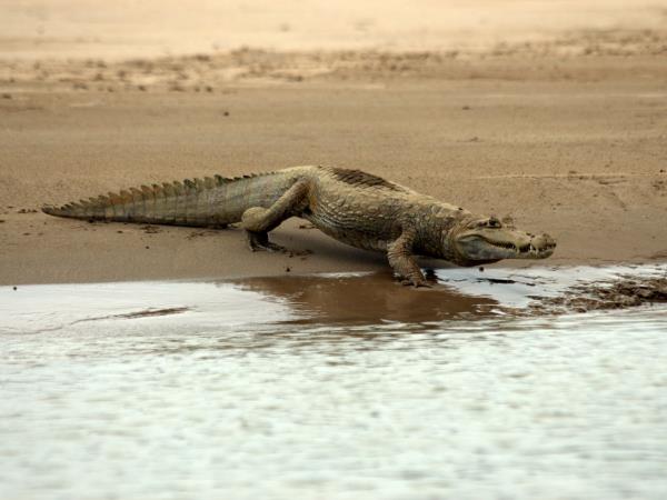 Peru wildlife vacations, Amazon and Machu Picchu