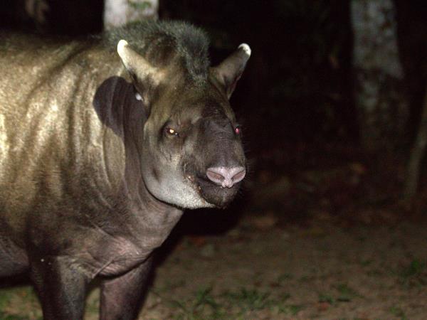 Peru wildlife vacations, Amazon and Machu Picchu