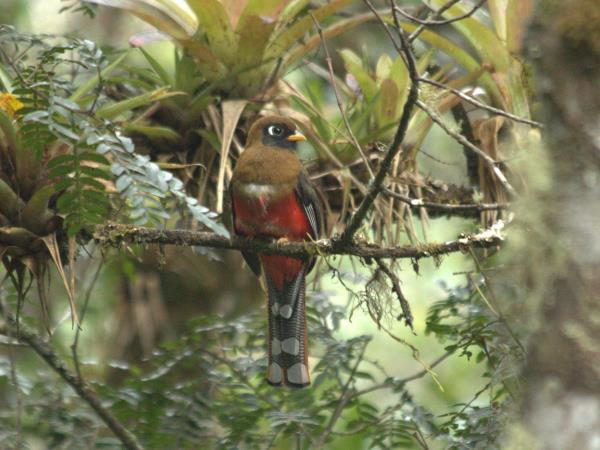Peru wildlife vacations, Amazon and Machu Picchu