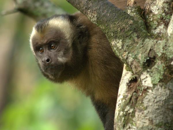 Peru wildlife vacations, Amazon and Machu Picchu