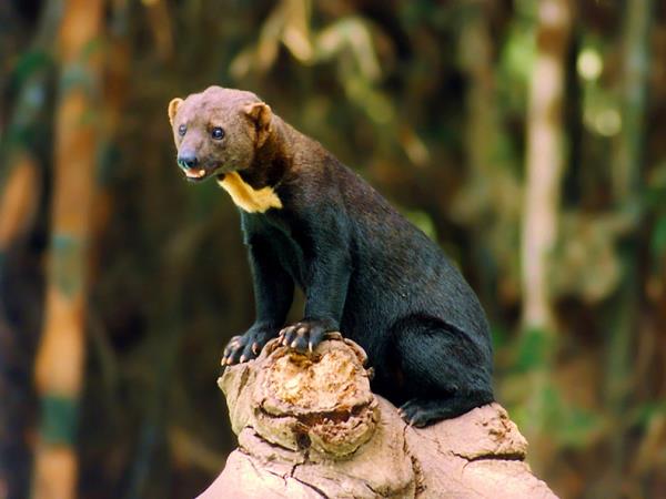 Peru wildlife vacations, Amazon and Machu Picchu