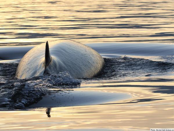 Whale watching sailing cruise in Norway
