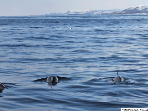 Whale watching sailing cruise in Norway
