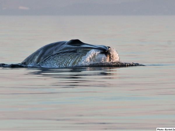 Whale watching sailing cruise in Norway