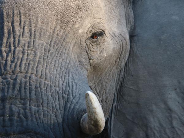 Kwa-Zulu Natal and Kruger safari, South Africa