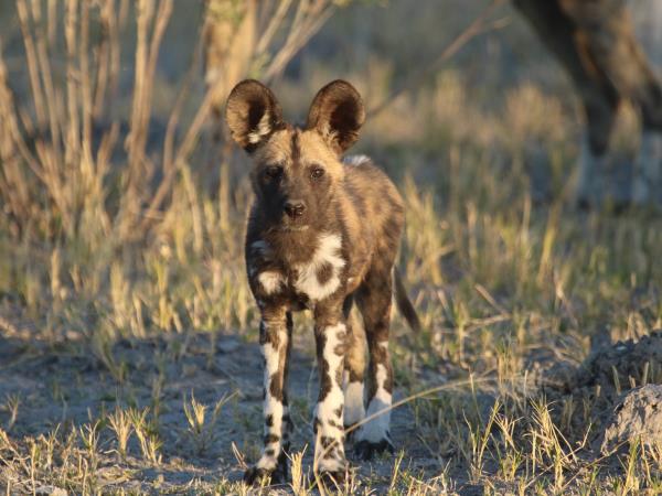 Kwa-Zulu Natal and Kruger safari, South Africa
