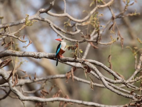 Gambia birdwatching and wildlife tour
