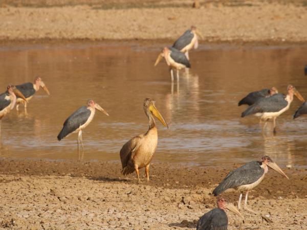 Gambia birdwatching and wildlife tour