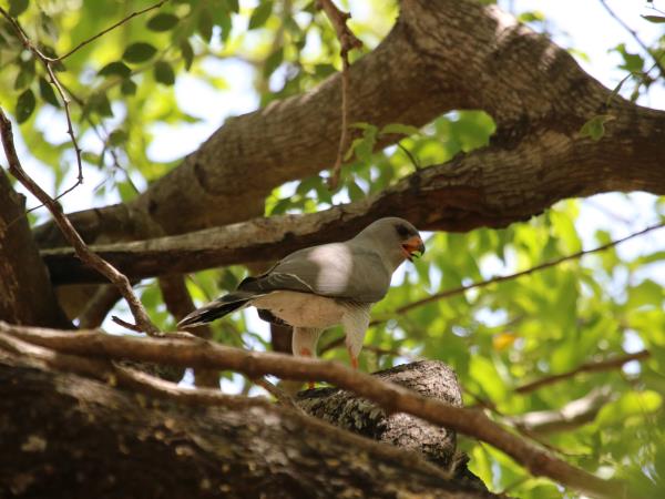 Sao Tome & Principe birding tour