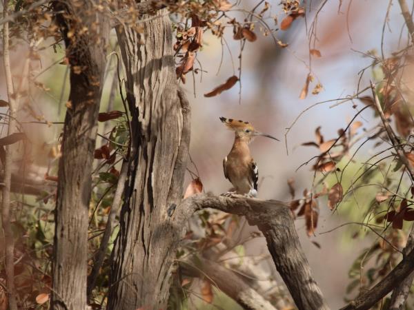 Sao Tome & Principe birding tour