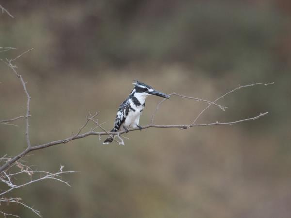 Sao Tome & Principe birding tour