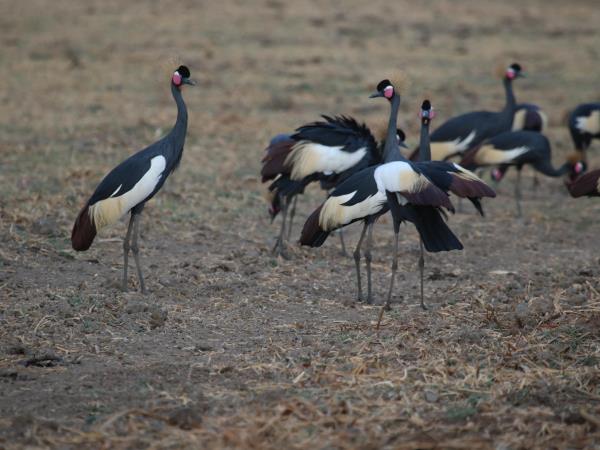 Ethiopia safari vacation, the other great migration