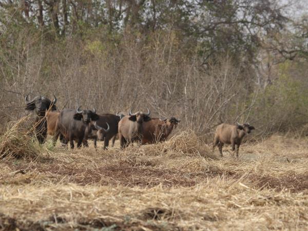 Ethiopia safari vacation, the other great migration