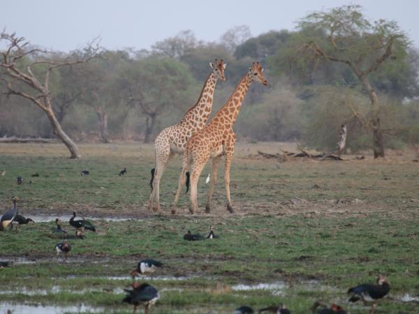 Ethiopia safari vacation, the other great migration
