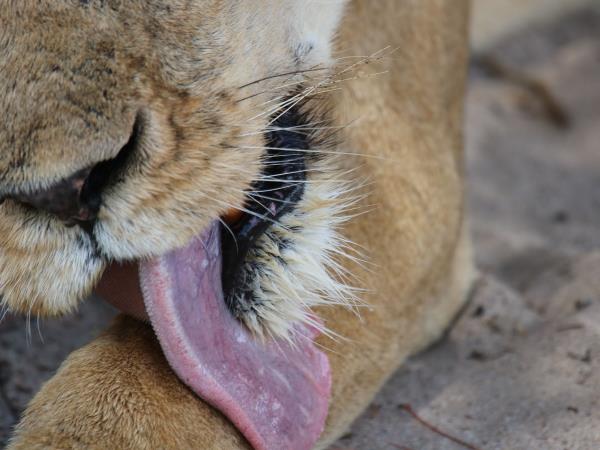 Mozambique small group safari vacation