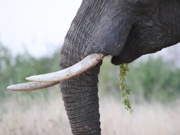 Mozambique small group safari vacation