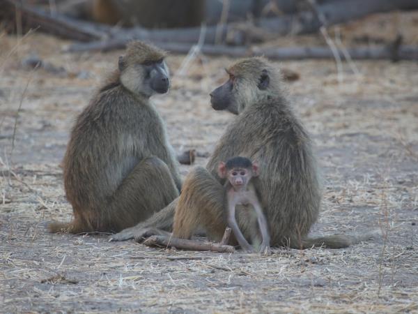 Mozambique small group safari vacation