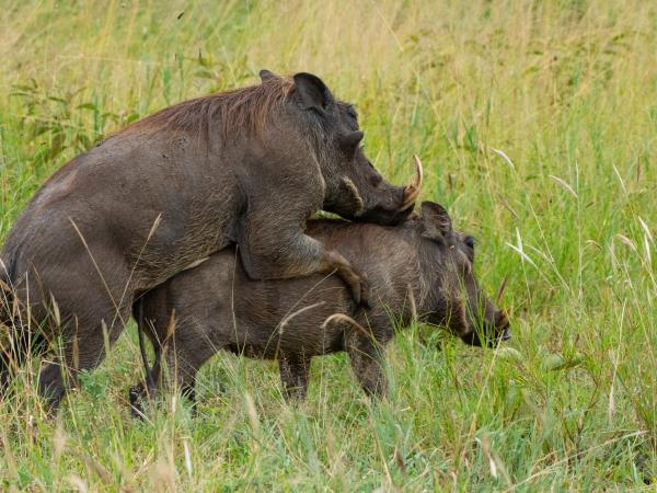 Tanzania tour with Kilimanjaro day trek