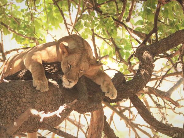 Serengeti migration safari in Tanzania