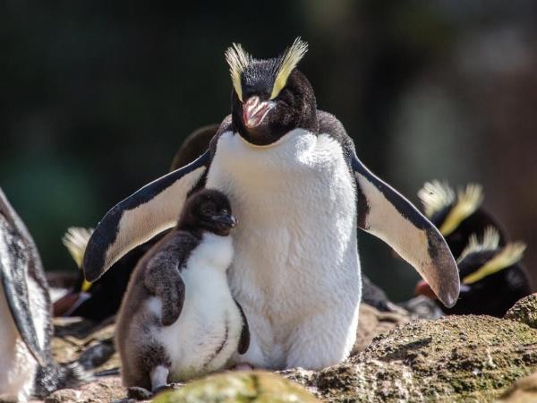 New Zealand and islands bird watching cruise