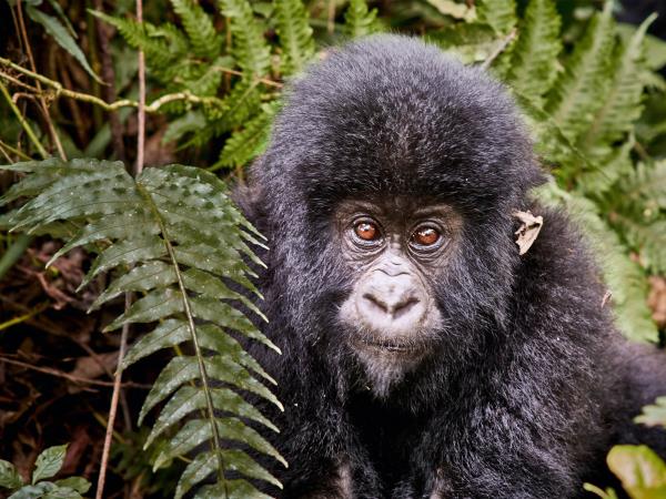Primate trekking vacation in the DRC