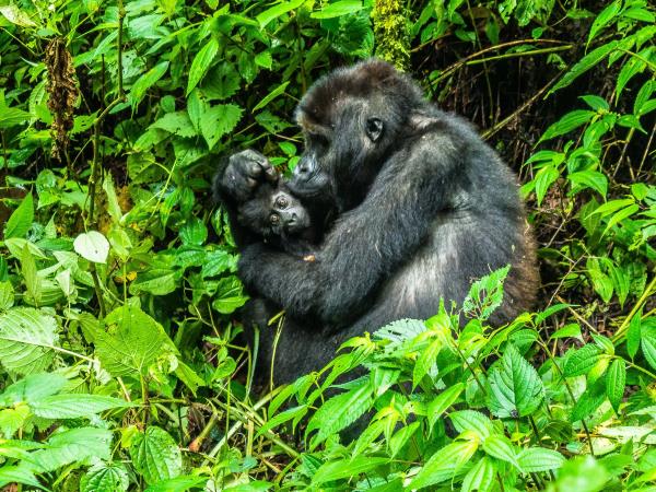 Primate trekking vacation in the DRC