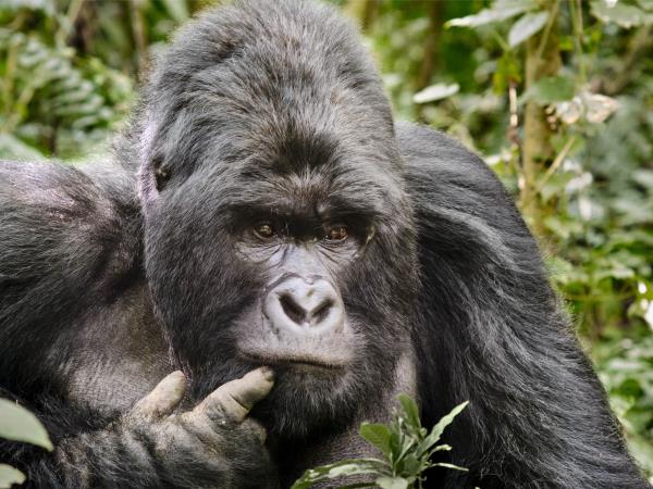 Primate trekking vacation in the DRC