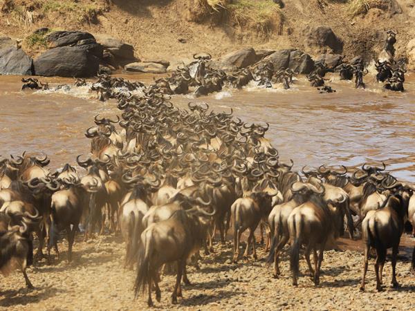 Kenya & Tanzania safari holidays