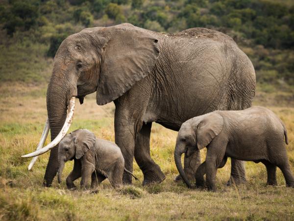 Kenya & Tanzania safari holidays
