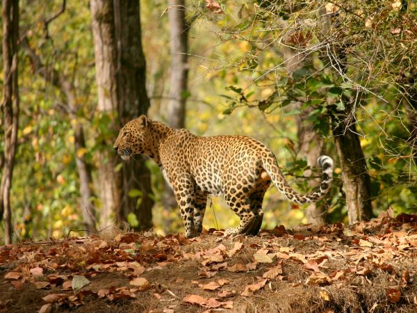 India big cat safari, tailor made