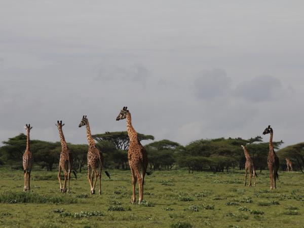Tanzania tour with Kilimanjaro day trek