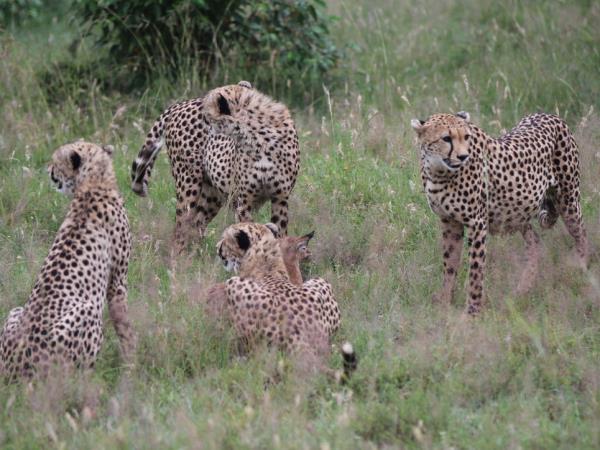 Serengeti vacation in Tanzania, the big five