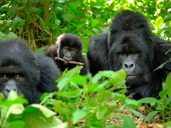3 day Rwanda gorilla safari