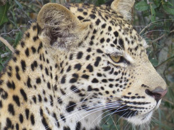 Okavango Delta and Victoria Falls luxury holiday