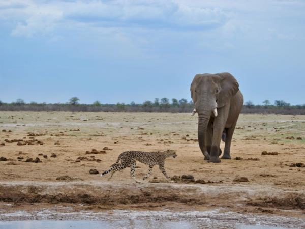 Okavango Delta and Victoria Falls luxury holiday