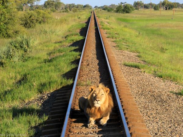 Zimbabwe safari holiday, tailor made