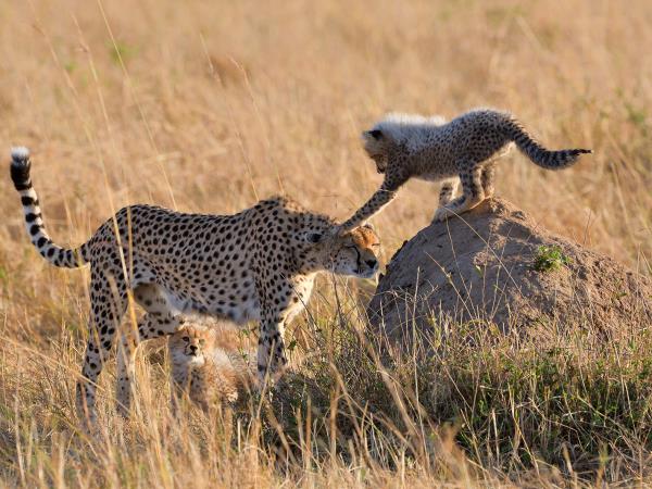 Short Kenya safari, Masai Mara and Nakuru