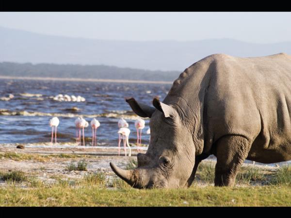Kenya safari vacation