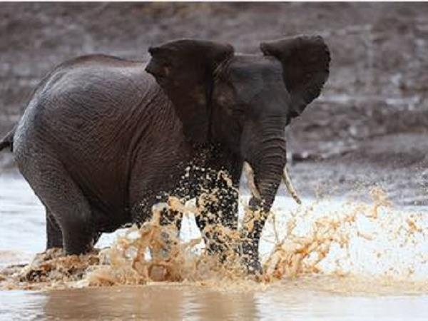 Kenya national parks safari, tailor made