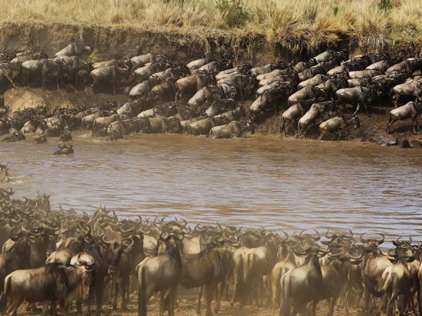 Kenya small group safari, 7 days