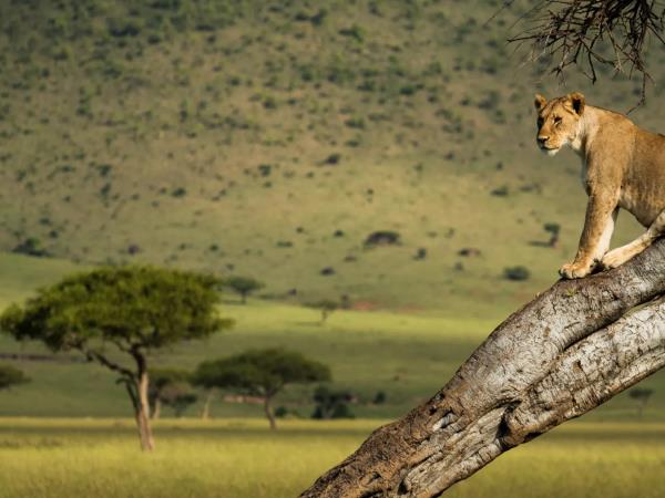 Kenya small group safari, 7 days