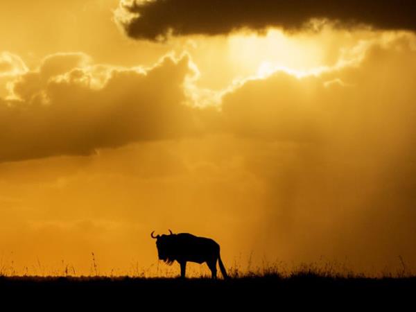 Kenya small group safari, 7 days