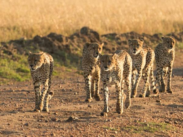 Kenya small group safari, 7 days